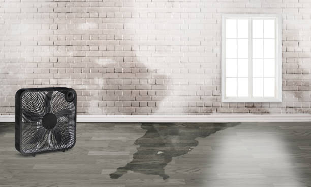 Best Water damage restoration near me  in Marengo, IA